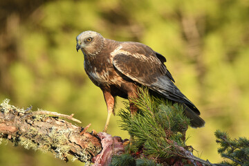 el aguila lagunero en el bosque mediterráneo