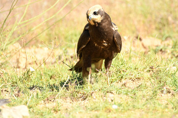 el aguila lagunero en el bosque mediterráneo