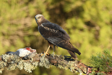 el aguila lagunero en el bosque mediterráneo