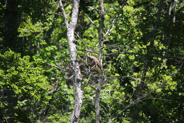 common european buzzard sitting on a branch