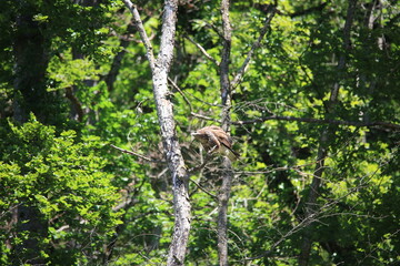 common european buzzard sitting on a branch