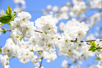 Spring white blossoming apple tree flowers