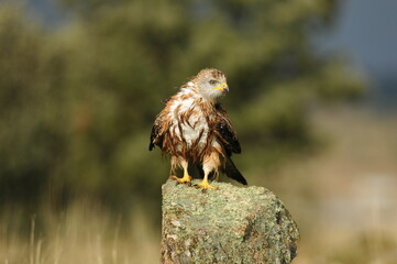 milano en la sierra abulense