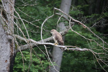 common european buzzard sitting on a branch