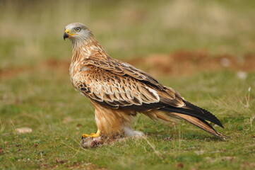 milano en la sierra abulense
