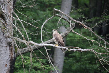 common european buzzard sitting on a branch