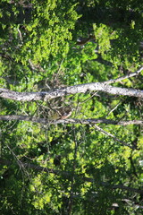 common european buzzard sitting on a branch