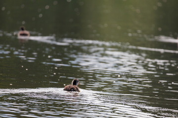 Black coot - Fulica atra a small cub swims on the surface of the pond