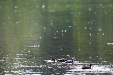 Black coot - Fulica atra a small cub swims on the surface of the pond