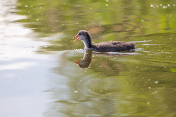 Black coot - Fulica atra a small cub swims on the surface of the pond