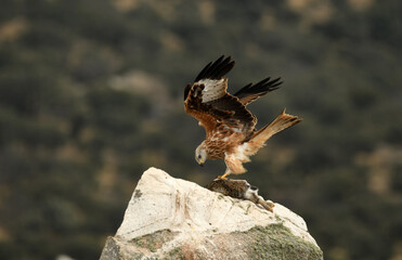 milano en la sierra abulense