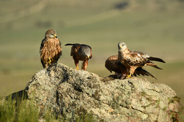 milanos en la sierra abulense,avila España