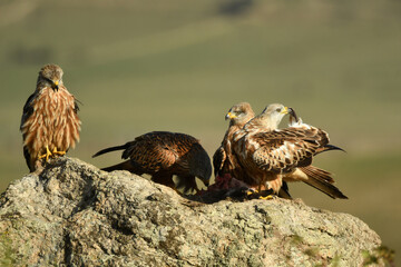 milanos en la sierra abulense,avila España