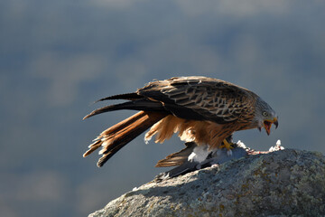 milanos en la sierra abulense,avila España