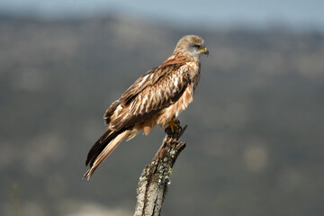 milanos en la sierra abulense,avila España