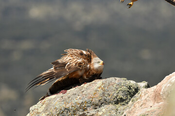milanos en la sierra abulense,avila España