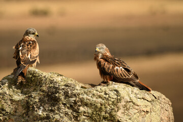 milanos en la sierra abulense,avila España