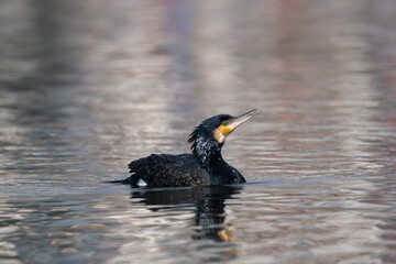 A magnificent Great Cormorant (Phalacrocorax carbo) gracefully descends and lands on the serene surface of the lake.