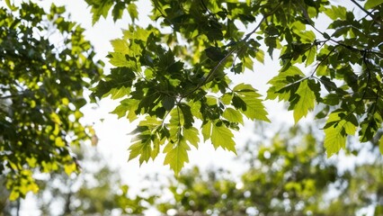 Fototapeta premium a large tree with green leaves on a white background