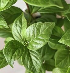 Obraz premium Vibrant Basil Leaf in Potted Plant