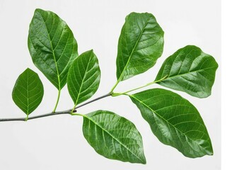  High-Resolution Stock Image: Natural Green Tree Leaves against a White Background for Graphic Design Projects