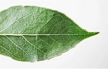 Obraz premium Close-up Leaf Photograph