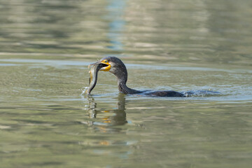 Great cormorant catching and eating fish, Cormorant fishing