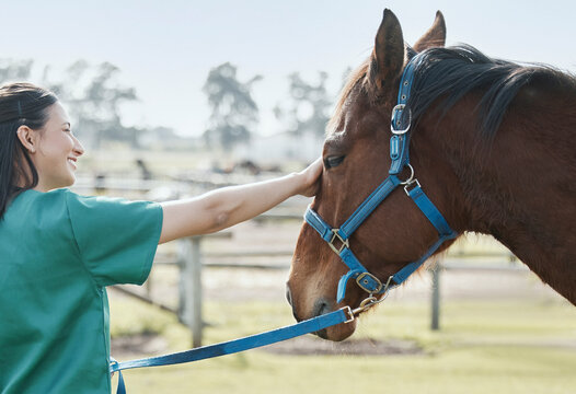 Veterinarian, horse and care on outside farm, medical employee and animal healthcare checkup on ranch. Professional, rehabilitation and wellness for veterinary expert, doctor and illness diagnosis