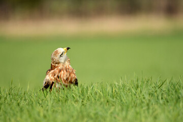 milanos en la sierra abulense,avila España