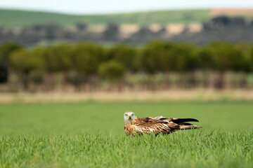 milanos en la sierra abulense,avila España