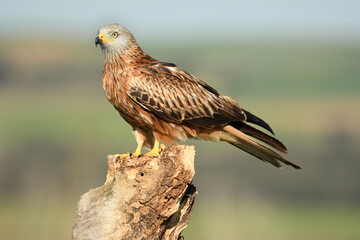 milanos en la sierra abulense,avila España