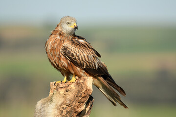 milanos en la sierra abulense,avila España