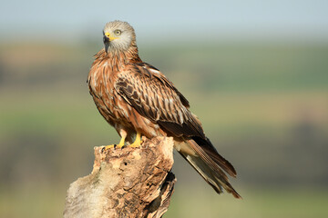 milanos en la sierra abulense,avila España