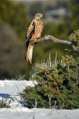 milanos en la sierra abulense,avila España