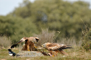 milanos en la sierra abulense,avila España