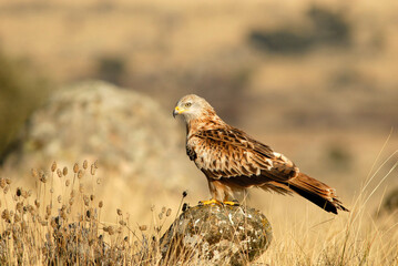 milanos en la sierra abulense,avila España