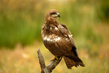 milanos en la sierra abulense,avila España