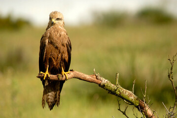 milanos en la sierra abulense,avila España
