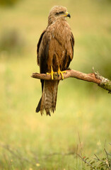 milanos en la sierra abulense,avila España