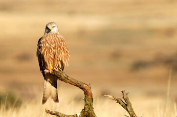 milanos en la sierra abulense,avila España