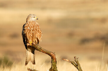 milanos en la sierra abulense,avila Espa&ntilde;a