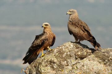 milanos en la sierra abulense,avila España