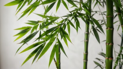 Fototapeta premium a frame of green bamboo leaves on a white background
