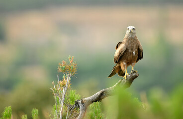 milanos en la sierra abulense,avila España