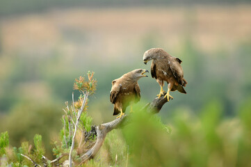 milanos en el campo buscan carroña para comer