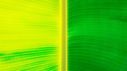 Surface of banana leaf in soft tone color