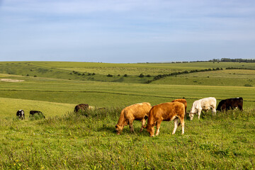 Along the South Downs Way on Ditchling Beacon, with cattle grazing on a hillside