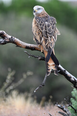 milanos en el campo buscan carroña para comer