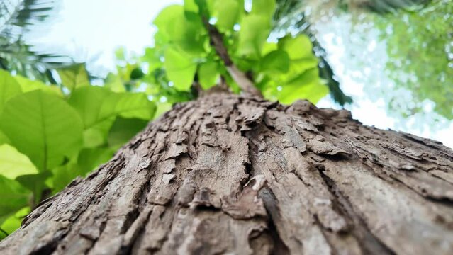 Teak tree bark brown hard texture in the forest