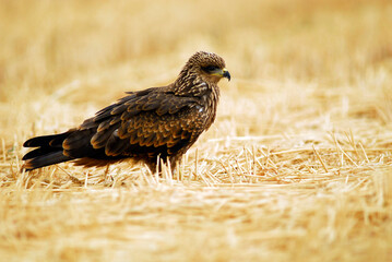 milanos en el campo buscan carroña para comer